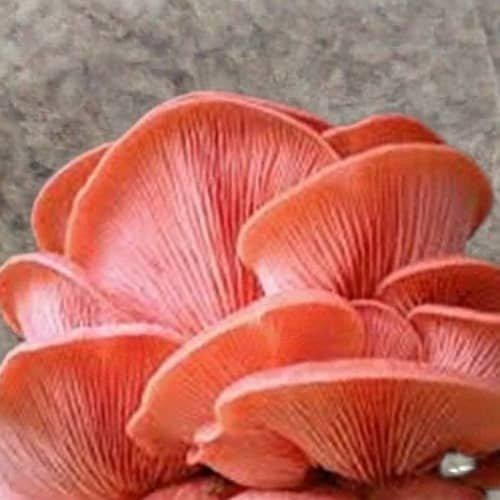 بذر قارچ صدفی صورتی یک کیلوگرمی