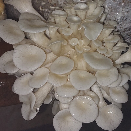 کمپوست قارچ صدفی سفید (بسته دوکیلوگرمی)