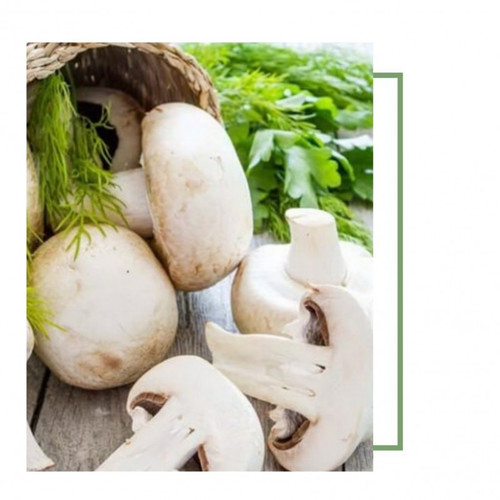 بذر قارچ دکمه ای بسته نیم کیلویی