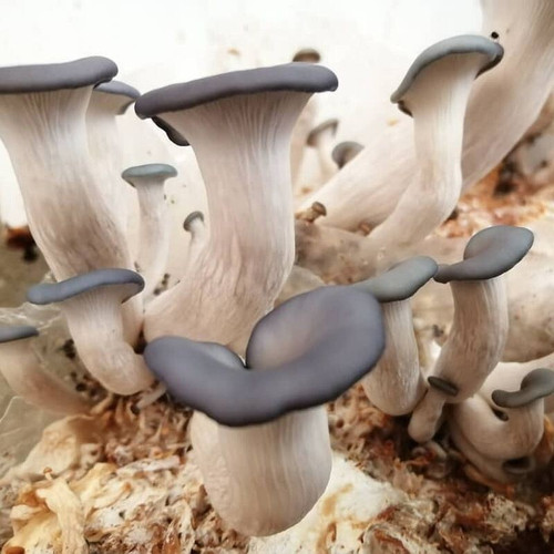 بذر قارچ صدفی آبی 1کیلوگرم