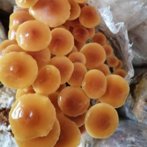 کمپوست قارچ انوکی طلایی