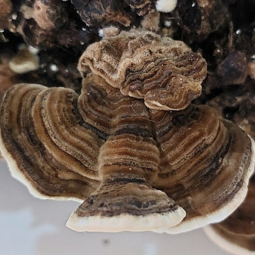 کمپوست(بستر) قارچ ترکی تیل یا ترامتس