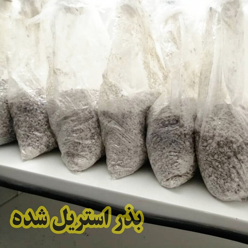 بذر خام یا گندم استریل اسپان اتوکلاو شده 1کیلویی 5کیسه