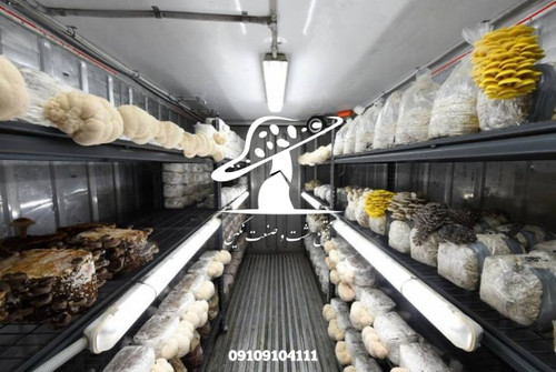 پودر قارچ صدفی 100گرم